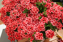 Estrella Lobsterfest Verbena (Verbena 'Wesverelob') at Lakeshore Garden Centres