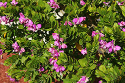 Sweet Pea Shrub (Polygala x dalmaisiana) at Lakeshore Garden Centres