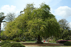 Coast Live Oak (Quercus agrifolia) at Lakeshore Garden Centres