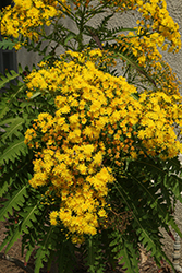 Tree Sonchus (Sonchus canariensis) at Lakeshore Garden Centres