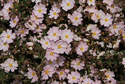 Pink Rockrose (Cistus x skanbergii) at Lakeshore Garden Centres