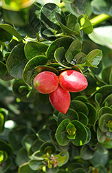 Natal Plum (Carissa macrocarpa) at Lakeshore Garden Centres
