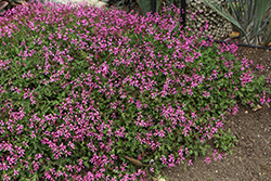 Celery Scented Geranium (Pelargonium ionidiflorum) at Lakeshore Garden Centres