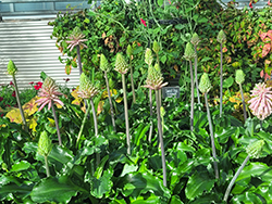 Forest Lily (Veltheimia bracteata) at Lakeshore Garden Centres