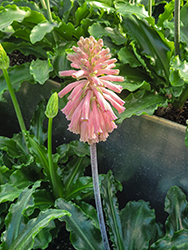 Forest Lily (Veltheimia bracteata) at Lakeshore Garden Centres