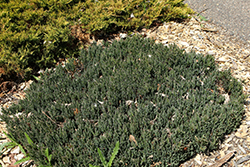 Blue Forest Juniper (Juniperus sabina 'Blue Forest') at Lakeshore Garden Centres