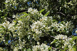 Jackii Siberian Crab Apple (Malus baccata 'Jackii') at Lakeshore Garden Centres
