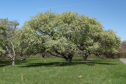 Jackii Siberian Crab Apple (Malus baccata 'Jackii') at Lakeshore Garden Centres