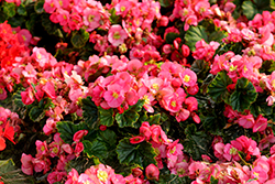 Dreams Garden MacaRazz Begonia (Begonia 'Dreams Garden Macarazz') at Lakeshore Garden Centres