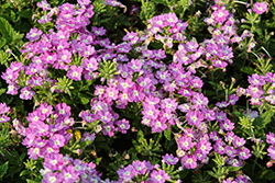 Vanessa Optik Grape Verbena (Verbena 'Vanessa Optik Grape') at Lakeshore Garden Centres