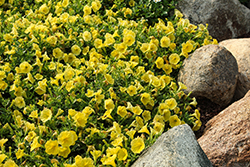 Capella Hello Yellow Petunia (Petunia 'Capella Hello Yellow') at Lakeshore Garden Centres