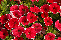 Headliner Strawberry Picotee Petunia (Petunia 'KLEPH24823') at Lakeshore Garden Centres