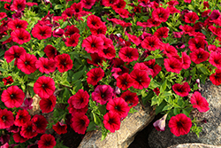 Headliner Crimson Petunia (Petunia 'KLEPH24746') at Lakeshore Garden Centres