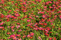 Bee Pink Buzz Bidens (Bidens ferulifolia 'Bee Pink Buzz') at Lakeshore Garden Centres