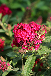 Butterfly Candy Li'l Raspberry Butterfly Bush (Buddleia davidii 'BotEx 006') at Lakeshore Garden Centres