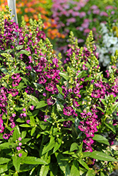 Alonia Big Grape Angelonia (Angelonia angustifolia 'Alonia Big Grape') at Lakeshore Garden Centres