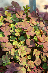 4 Luck Coco Mint Clover (Trifolium repens '4 Luck Coco Mint') at Lakeshore Garden Centres