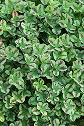 4 Luck Red Stripes Clover (Trifolium repens '4 Luck Red Stripes') at Lakeshore Garden Centres