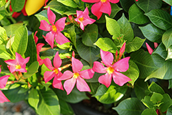 Sun Parasol Fired Up Coral Mandevilla (Mandevilla 'Sun Parasol Fired Up Coral') at Lakeshore Garden Centres