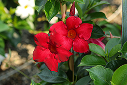 Sun Parasol Garden Crimson Mandevilla (Mandevilla 'Sunparacore') at Lakeshore Garden Centres