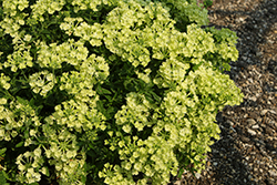 Lanai Green Apple Verbena (Verbena 'Lanai Green Apple') at Lakeshore Garden Centres