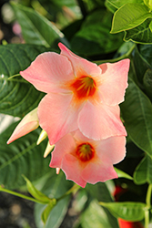 Sun Parasol Giant Peach Sunrise Mandevilla (Mandevilla 'Sun Parasol Giant Peach Sunrise') at Lakeshore Garden Centres