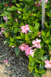 Bella Grande Pink Mandevilla (Mandevilla 'Bella Grande Pink') at Lakeshore Garden Centres