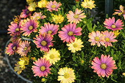 Zion Pink Sun African Daisy (Osteospermum 'KLEOE20583') at Lakeshore Garden Centres