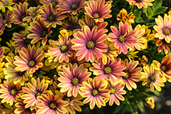Zion Apricot Sun African Daisy (Osteospermum 'KLEOE25844') at Lakeshore Garden Centres
