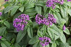 Scentropia Dark Blue Heliotrope (Heliotropium arborescens 'Scentropia Dark Blue') at Lakeshore Garden Centres
