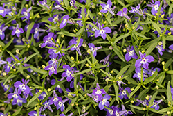 Techno Deep Blue with Eye Lobelia (Lobelia erinus 'Techno Deep Blue with Eye') at Lakeshore Garden Centres