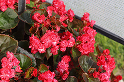 Doublet Red Begonia (Begonia 'Doublet Red') at Lakeshore Garden Centres