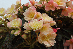 I'Conia Lemon Berry Begonia (Begonia 'I'Conia Lemon Berry') at Lakeshore Garden Centres