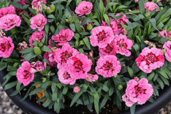 Oscar Pink And Purple Carnation (Dianthus caryophyllus 'KLEDP10111') at Lakeshore Garden Centres