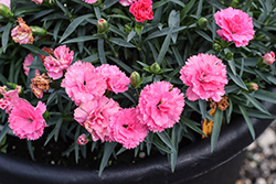 I Love U Pinks (Dianthus 'KLEDP20383') at Lakeshore Garden Centres