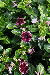 Soiree Flamenco Plum Velvet Vinca (Catharanthus roseus 'Soiree Flamenco Plum Velvet') at Lakeshore Garden Centres