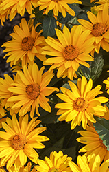 Sole d'Oro False Sunflower (Heliopsis 'Sole d'Oro') at Lakeshore Garden Centres