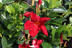 Brasileira Brilliant Red Mandevilla (Mandevilla 'Brasileira Brilliant Red') at Lakeshore Garden Centres