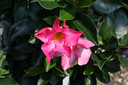 Brasileira Dark Pink Mandevilla (Mandevilla 'Brasileira Dark Pink') at Lakeshore Garden Centres