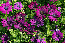 Besties Devoted Purple African Daisy (Osteospermum ecklonis 'Besties Devoted Purple') at Lakeshore Garden Centres