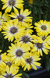 Besties Cheerful Gold African Daisy (Osteospermum ecklonis 'Besties Cheerful Gold') at Lakeshore Garden Centres