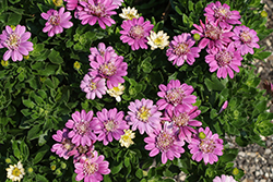 4D Pink Lemonade African Daisy (Osteospermum 'KLEOE24802') at Lakeshore Garden Centres