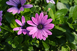 Daisy Falls Pink Osteospermum (Osteospermum 'KLEOE16286') at Lakeshore Garden Centres
