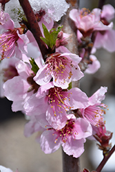 Hale Haven Peach (Prunus persica 'Halehaven') at Lakeshore Garden Centres