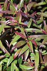 Squirt Fetterbush (Leucothoe axillaris 'Squazam') at Lakeshore Garden Centres