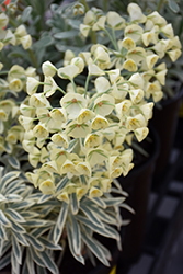 Tasmanian Tiger Evergreen Spurge (Euphorbia characias 'Tasmanian Tiger') at Lakeshore Garden Centres