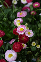 Bellisima Mix English Daisy (Bellis perennis 'Bellissima Mix') at Lakeshore Garden Centres