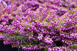 Eva Gold Heath (Erica x darleyensis 'Eva Gold') at Lakeshore Garden Centres