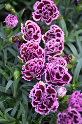 Sunflor Finesse Carnation (Dianthus caryophyllus 'Sunflor Finesse') at Lakeshore Garden Centres
