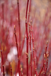 Tatarian Dogwood (Cornus alba) at Lakeshore Garden Centres